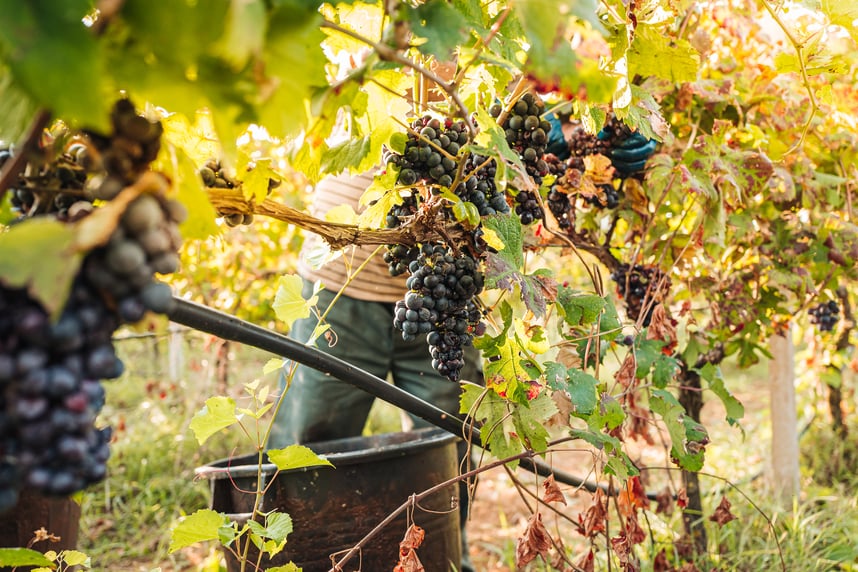 Susumaniello: le origini del vitigno salentino e le caratteristiche dei suoi vini
